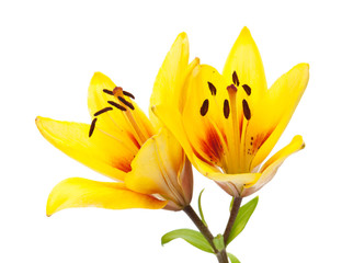 Yellow lily flower