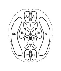 Human brain vector illustration isolated on white