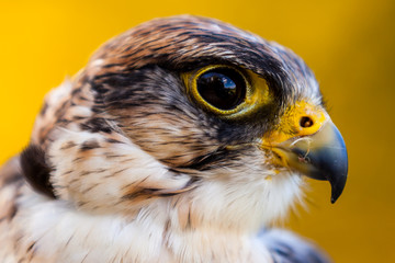 Greifvogel