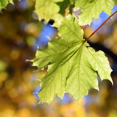 Ahornblatt im Herbstlicht