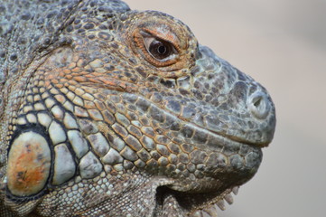 iguane