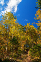 Obraz premium Wonderful autumn forest