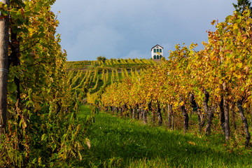 Vignoble Automne Alsace