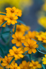 ジニア'リネアリス'