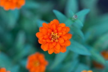 ジニア'プロフュージョン'