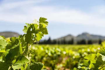 Fototapeten Provence vineyard © Paolo Gallo