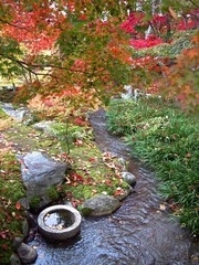 秋の紅葉　足元の落ち葉