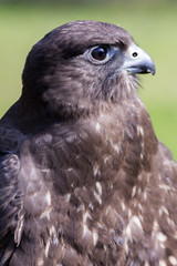 Obraz premium hawk