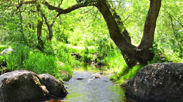 Stream in the tropical forest. Sunny landscape with zoom out