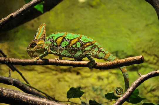 Lizard on a swamp