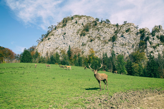 HIrsch