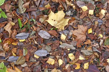 Autumn leaves on a path in the autumn forest.