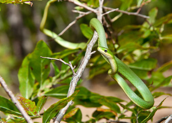 Naklejka premium Rough Green Snake