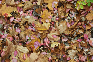 Autumn leaves   in the autumn forest.