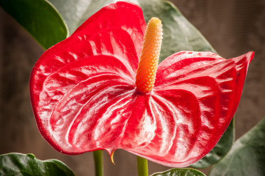 Fiore di anthurium rosso