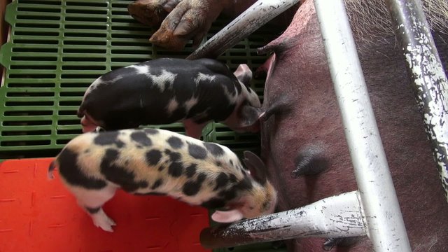 Nursing Pigs, Piglets, Hogs, Farm Animals