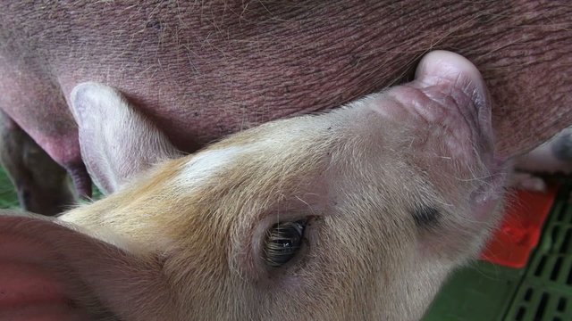 Nursing Pigs, Piglets, Hogs, Farm Animals