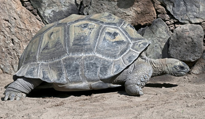Aldabra giant tortoise