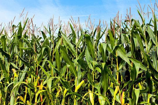 Green corn plants on a big field
