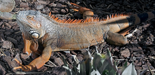 Green iguana