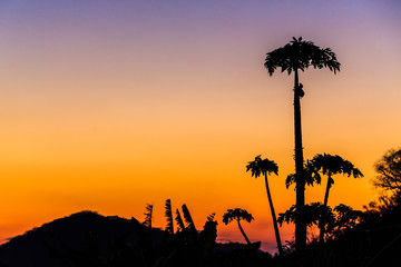 Colorful orange sunset with palm trees