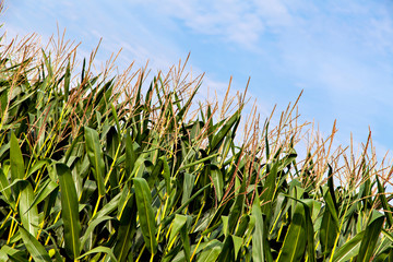 The big field of the growing corn plants © Alena Stalmashonak