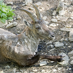 Alpine ibex