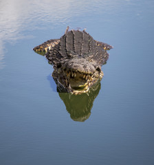 Crocodile
