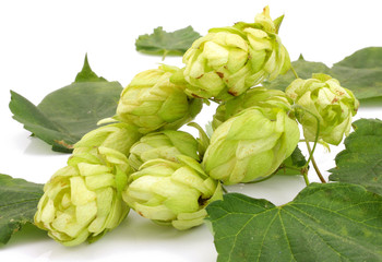 Obraz premium chmiel