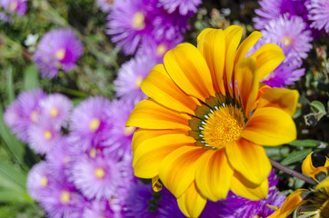 fiori86