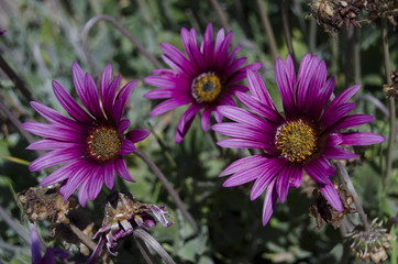 Obraz premium fiori 88