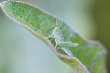 Grasshopper perching on a leaf