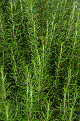 Close up of biological rosemary