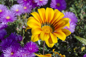 fiori 94