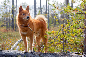 hunting dog on the fallen pine