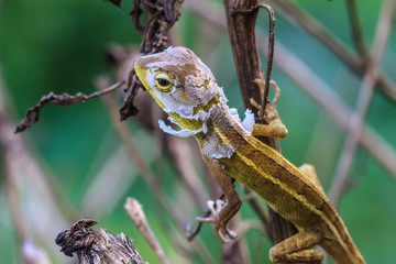 Lizard  changing skin resting on wood horizontal