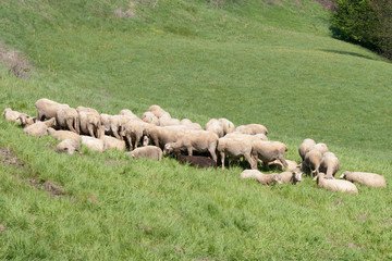 Obraz premium Troupeau de moutons