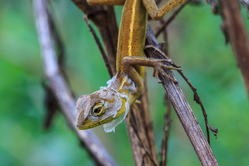 Lizard  changing skin resting on wood horizontal