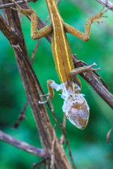 Lizard  changing skin resting on wood horizontal
