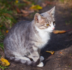 little kitten playing on the grass roadside in morning