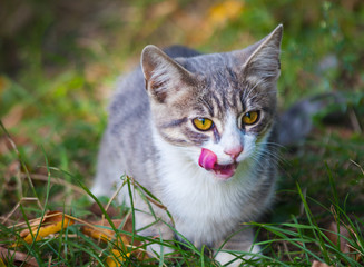 little kitten playing on the grass roadside in morning