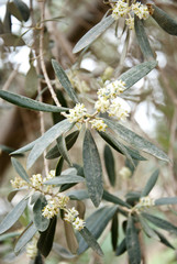 olive tree with flowers