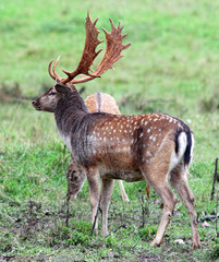 Fallow deer