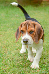 Beagle puppy