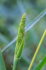 reeds of grass