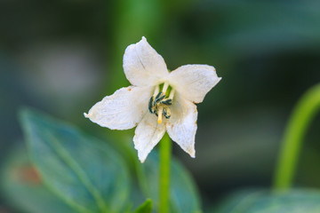 Obraz premium white chili flower in the garden