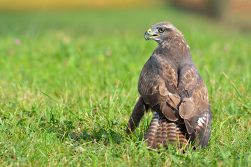 Poiana (buteo buteo)