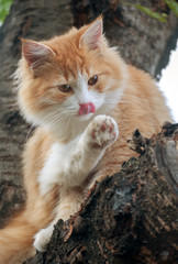 Naklejka premium Washes kitten sitting in a tree