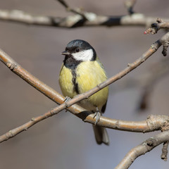 titmouse
