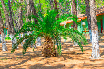 small palm in the area of the stationary camping